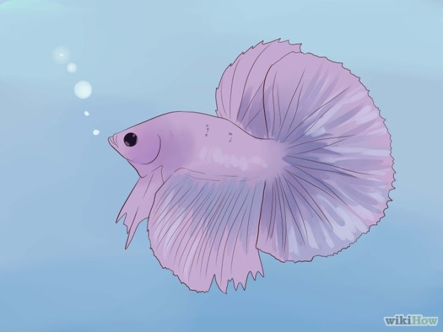 728px-tell-if-a-betta-fish-is-sick-step-1-version-3