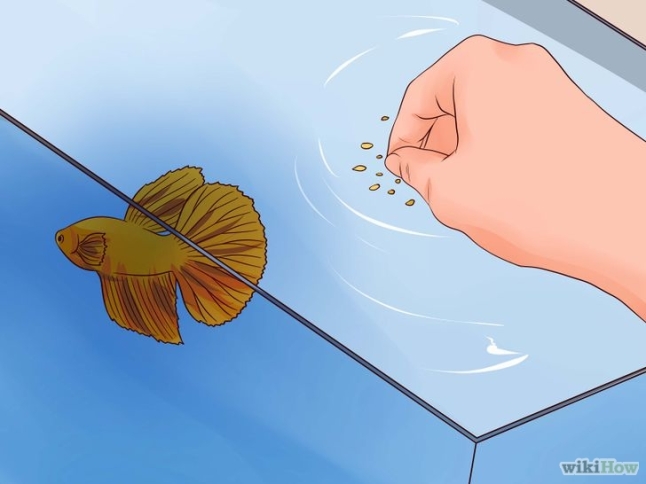 728px-tell-if-a-betta-fish-is-sick-step-4-version-2