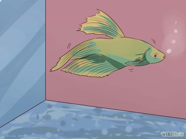 728px-tell-if-a-betta-fish-is-sick-step-7-version-2